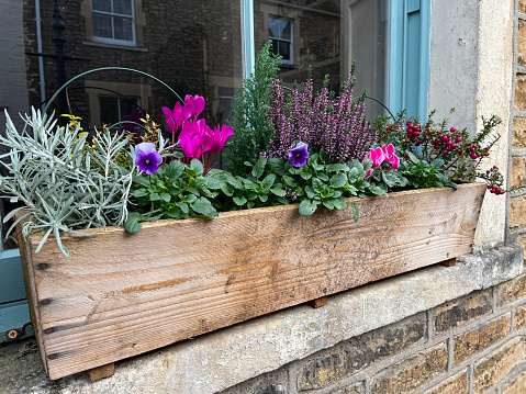 Stock photo showing a wooden window box brimming with winter flowering bedding plants including cyclamens, heather (Erica), Pernettya (Gaultheria mucronata) and herbs, sitting on the windowsill of a house.