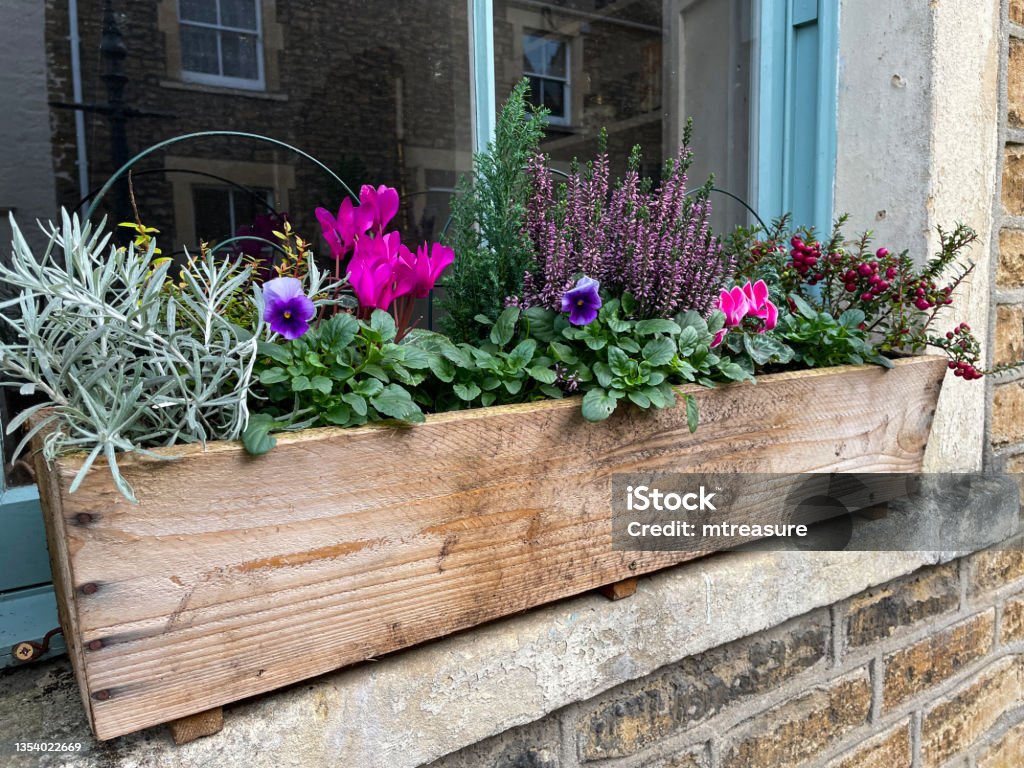 Close-up image of wooden window box with pink flowering cyclamens, heather (Erica), Pernettya (Gaultheria mucronata) and herbs, windowsill, window frame in front garden Stock photo showing a wooden window box brimming with winter flowering bedding plants including cyclamens, heather (Erica), Pernettya (Gaultheria mucronata) and herbs, sitting on the windowsill of a house. Window Box Stock Photo