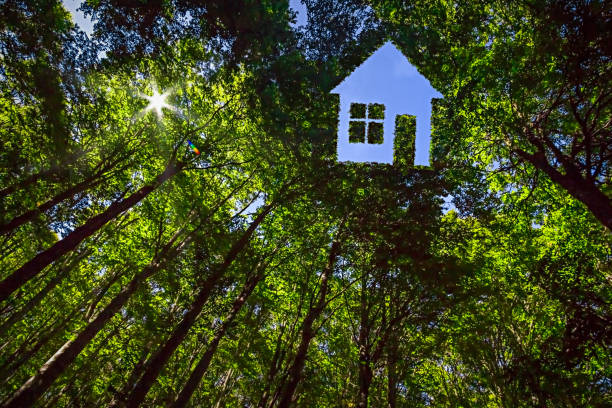 House Shaped Opening in the Canopy of a Green Forest