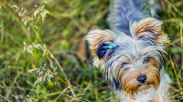 istock cute Yorkie puppy 1354024716