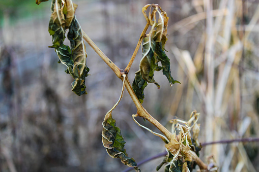 A dying tomato plant in the Autumn after the gardening season has ended