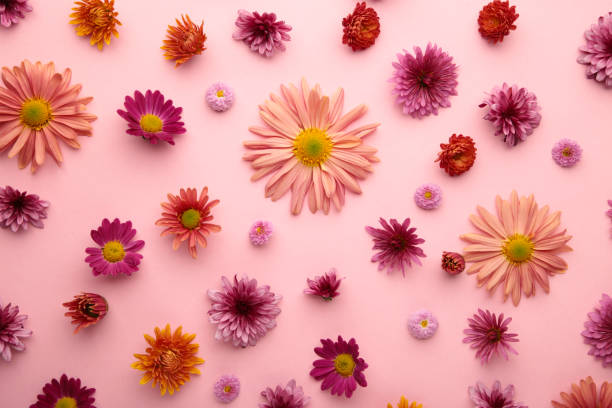 istock Pink flowers on pink paper background. Flower composition 1354025704