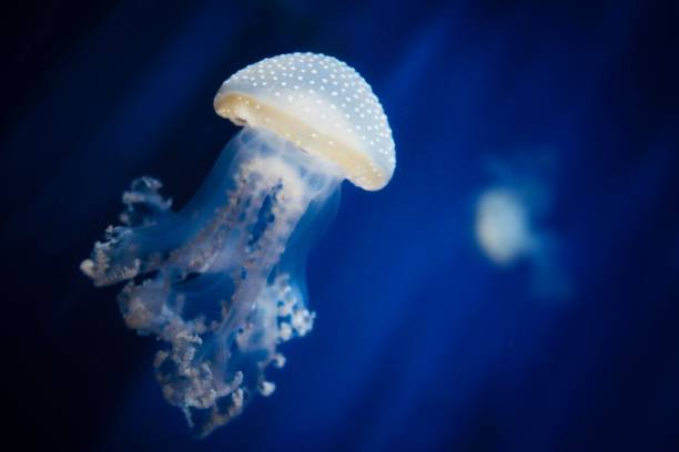 danza de las medusas - white spotted jellyfish fotos fotografías e imágenes de stock