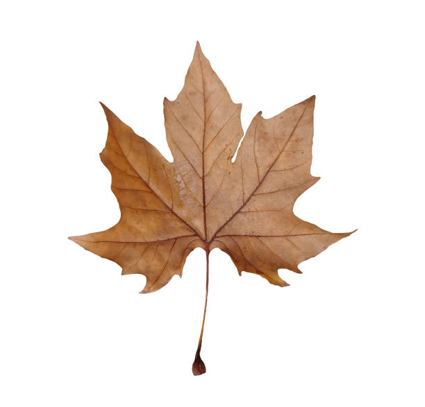 istock leaf dry autumn colors isolated leaves  for background 1354026081