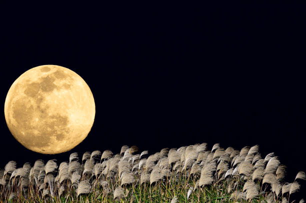 istock The harvest moon and Japanese pampas grass. 1354026383