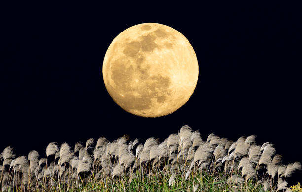istock The harvest moon and Japanese pampas grass. 1354026421