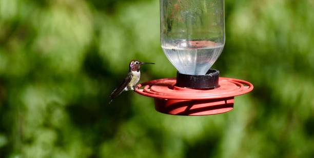 istock Black-chinned Hummingbird 1354027099