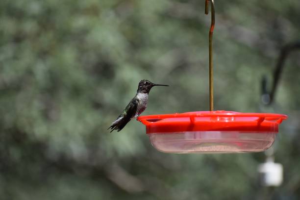 istock Black-chinned Hummingbird 1354027101