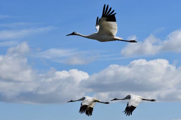 Whooping Cranes Whooping Cranes, Aransas, Texas, USA whooping crane stock pictures, royalty-free photos & images