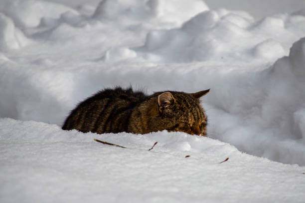 istock Fluffy bright cat sitting on the snow 1354027209