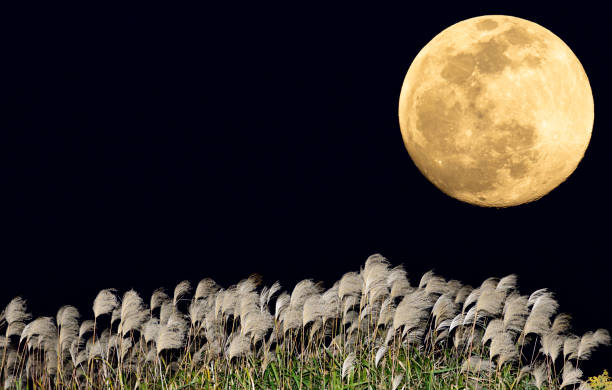istock The harvest moon and Japanese pampas grass. 1354027272
