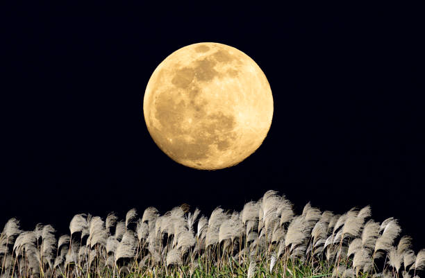 istock The harvest moon and Japanese pampas grass. 1354027420