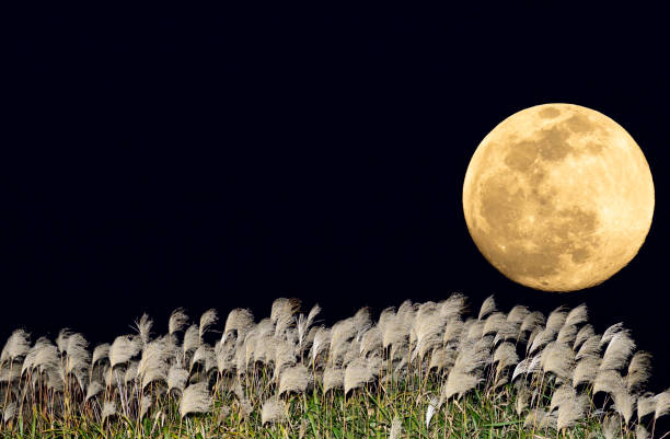 istock The harvest moon and Japanese pampas grass. 1354027592