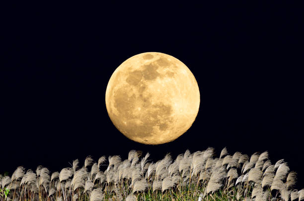 istock The harvest moon and Japanese pampas grass. 1354027664