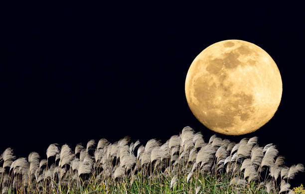 istock The harvest moon and Japanese pampas grass. 1354027807