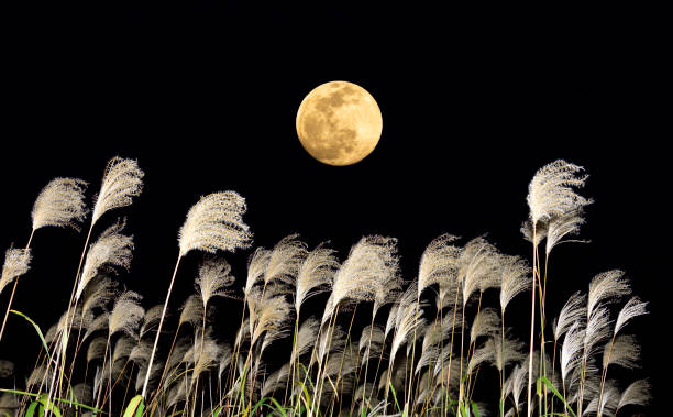 istock The harvest moon and Japanese pampas grass. 1354028406