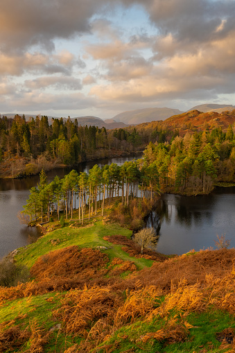 Late evening sunlight lights up Tarn Hows in the Lake District National Park, Cumbria, England, United Kingdom