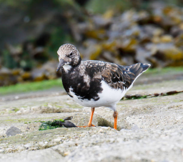 istock Ruddy Turnstone (Arenaria interpres) in Winter Plumage 1354029082