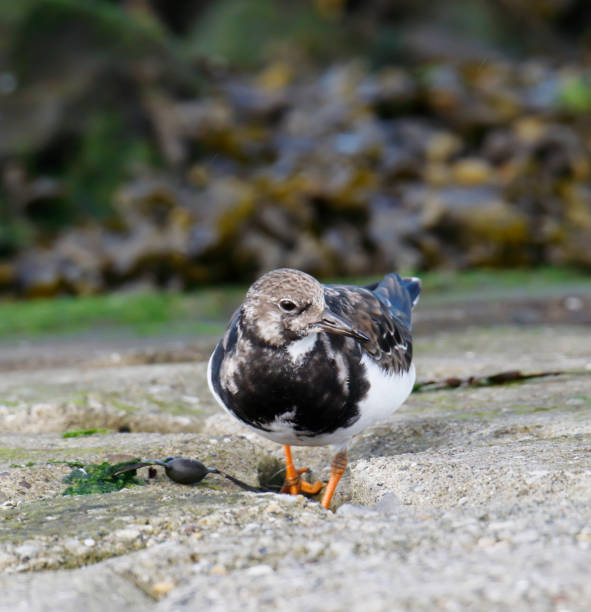 istock Ruddy Turnstone (Arenaria interpres) in Winter Plumage 1354029099