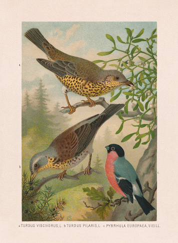Passeriformes: a) Mistle thrush (Turdus viscivorus); b) Fieldfare (Turdus pilaris); c) Eurasian bullfinch (Pyrrhula pyrrhula). Chromolithograph after a watercolor by Emil Schmidt, published in 1887.