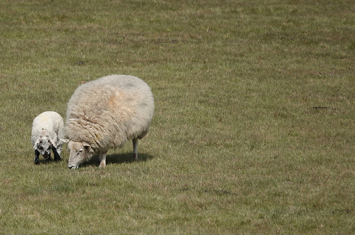 A cute shot of a ewe and her lamb grazing in a meadow on a sheep farm.
