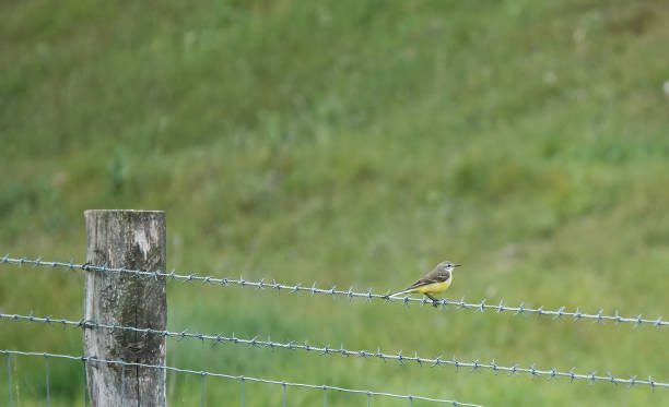A poignant selective focus image of a beautiful yellow wagtail perching on a barbed wire fence in a nature reserve.
