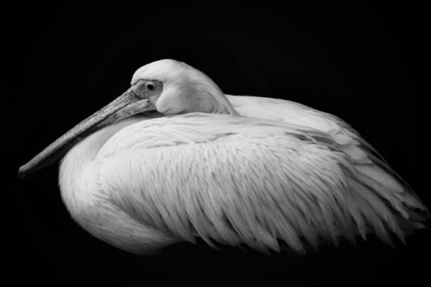 istock Water bird in b&w 1354030059