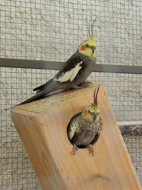 istock Pair of cacatua nymph 1354030389