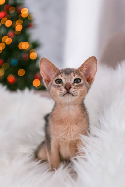 istock Abyssinian cat at home 1354031260
