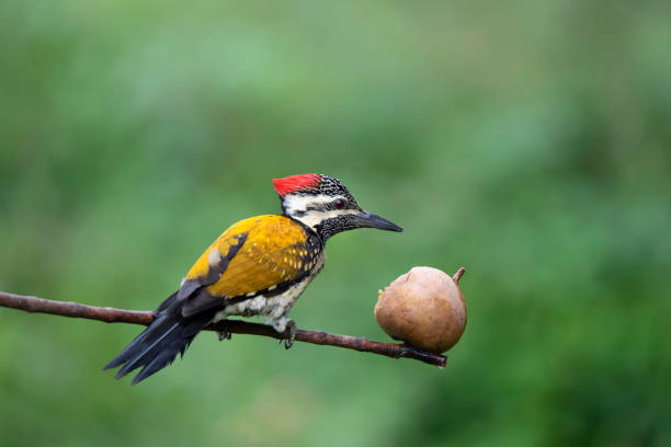 istock Black-Rumped Flameback, Dinopium Benghalense, Bangalore, Karnataka, India 1354031403