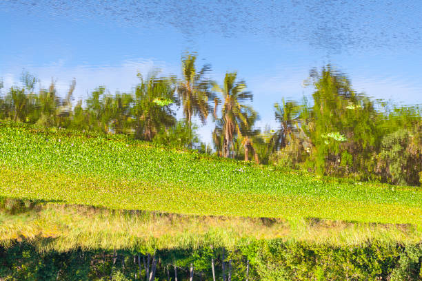 Palm tree reflections at Tatai River in Koh Kong, Cambodia.