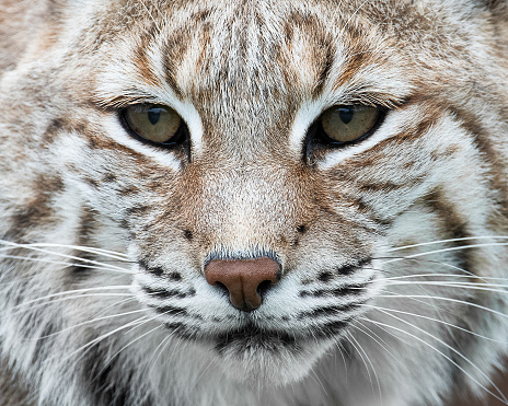 Bobcat extreme closeup looking into lens