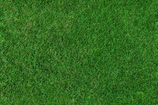 Green grass close-up. cut green juicy lawn. Alpine meadow densely overgrown with grass. Field of grass in perspective.