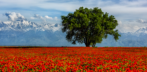 A huge tree in a poppy field against the background of a snow-covered mountain range