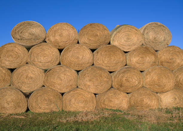 istock Round hay bales in large pile under blue sky 1354034886