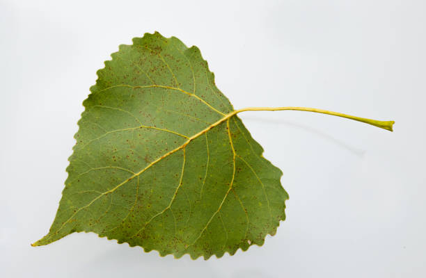 istock autumn birch yellow leaves isolated on white background 1354035475