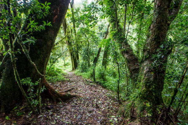 istock A narrow hiking trail, winding between large moss-covered tree trunks 1354036155