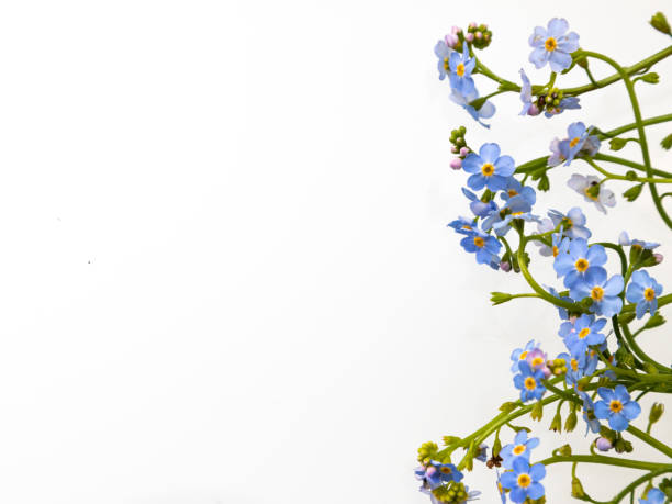 istock Spring is coming - bunch of forget-me-nots over white background 1354036508
