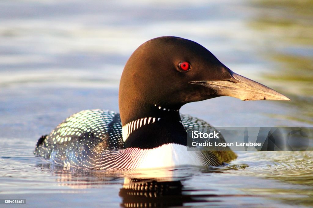 Loon Close- Up Loon Common Loon Stock Photo