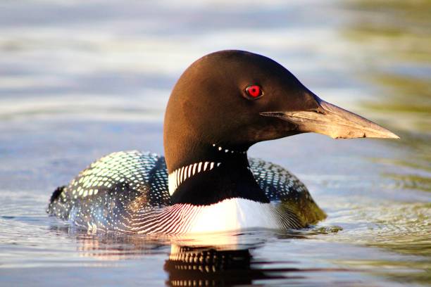 Loon Close- Up Loon maine loon stock pictures, royalty-free photos & images