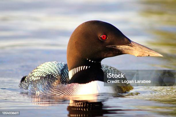 Loon Stock Photo - Download Image Now - Common Loon, Loon - Bird, Maine