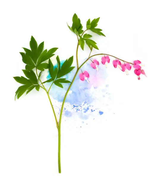Tender pink bleeding-hearts dicentra flowers and hand painted blue violet cyan watercolor blot spot on white background. An isolated photo element for post cards, posters, wedding decor.