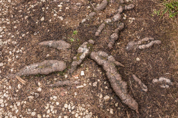 istock Wild roots on the ground of the forest 1354038980