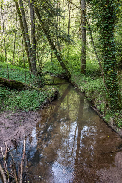 istock Little river throught the green and dark forest 1354038983
