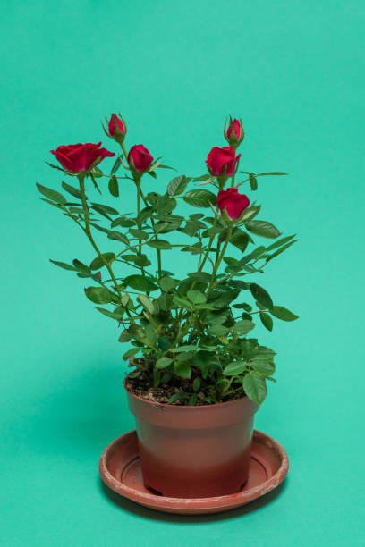istock Red roses in a pot on  green background. Copy space. 1354039061