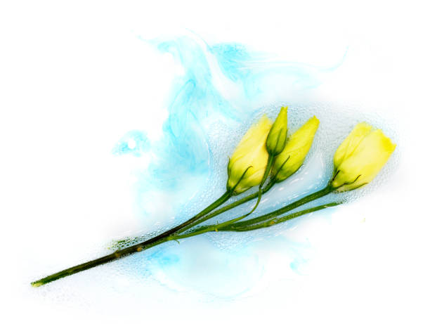istock Tender white tiny rose eustoma flower floating in the foam water isolated on white background. A design element for for spa ads, natural shampoo soap washing powder packaging 1354039105