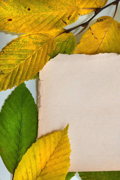 istock Autumn Leaves on the Old Paper sheet isolated on white 1354039157