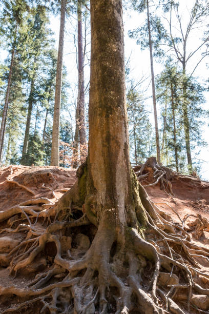 istock Big roots of an high and old tree 1354039170
