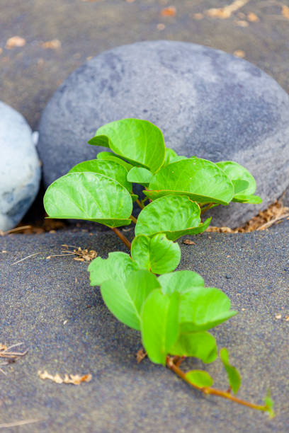 istock Saint-Paul Le cordon dunaire in La Reunion, terminalia catappa leafs 1354041341