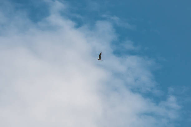 latające morze miauczy na pochmurnym błękitnym niebie - surveil zdjęcia i obrazy z banku zdjęć